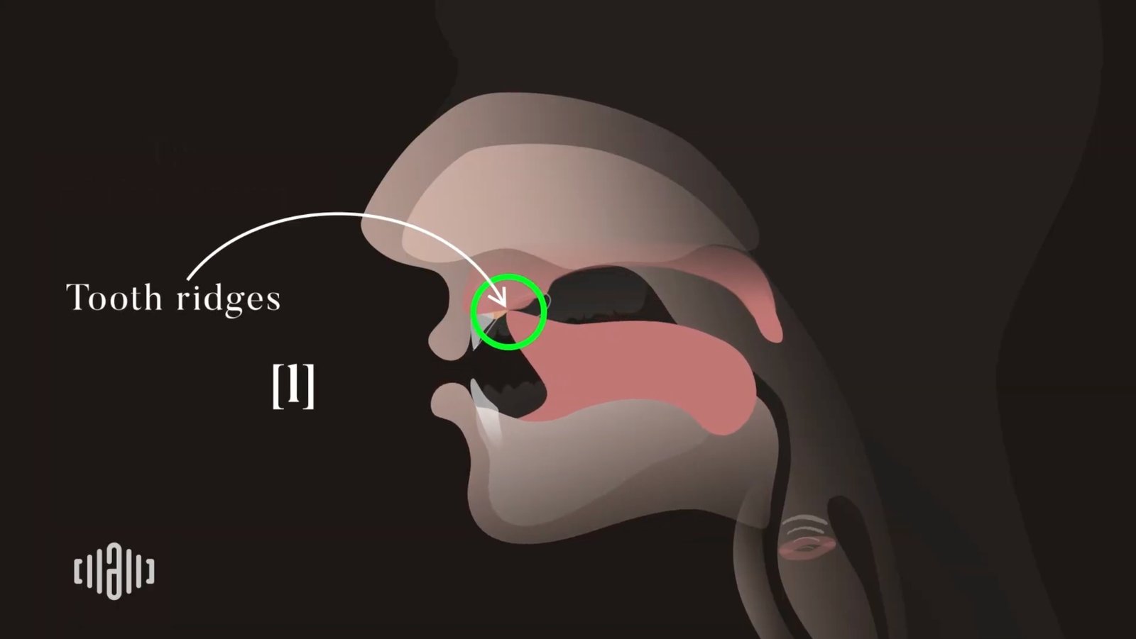 Interactive 2D Sound Motion Technology image showing American L sound tongue position at the tooth ridge