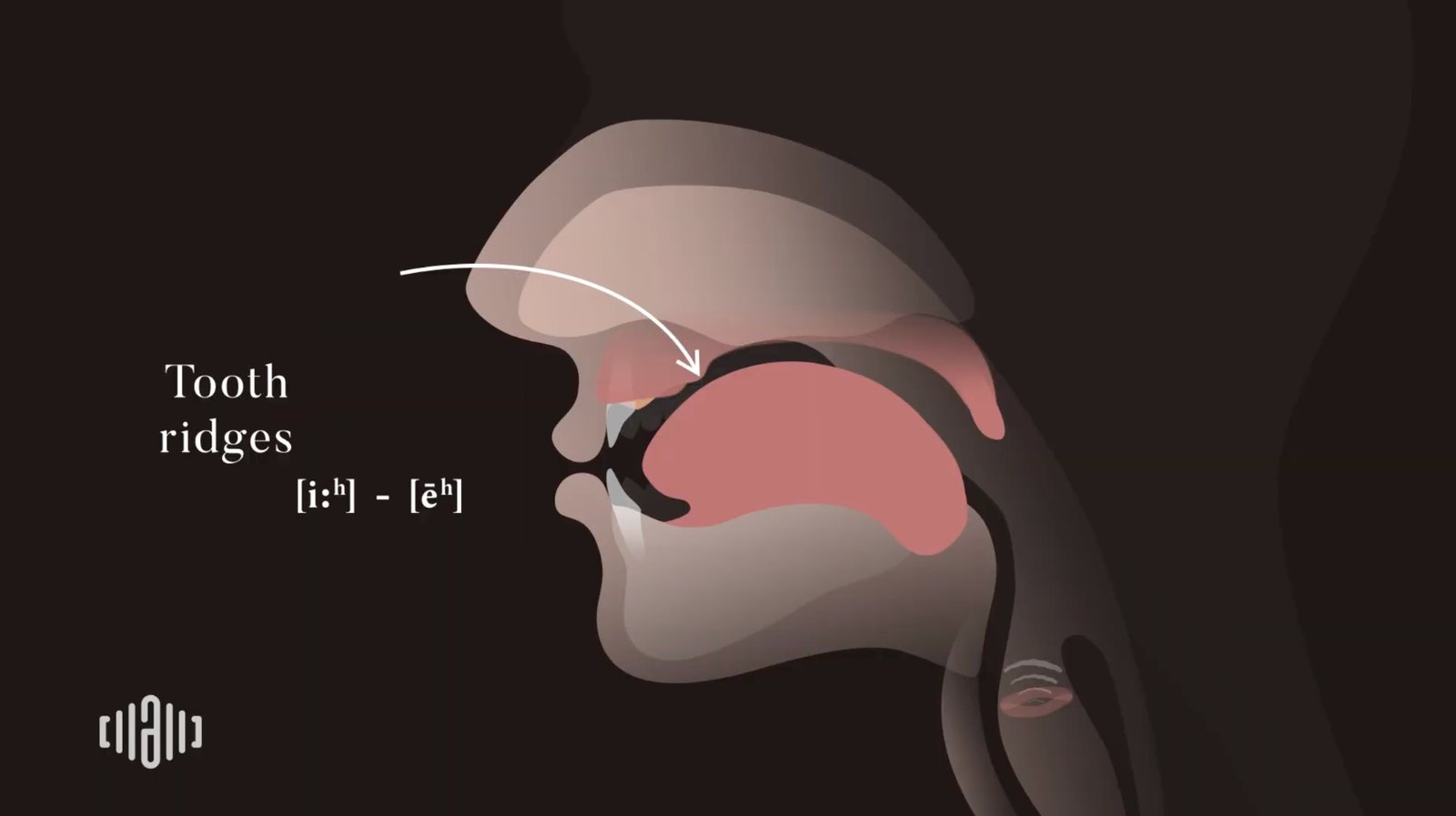Interactive 2D Sound Motion Technology image showing higher tongue position for the EE vowel in sheep