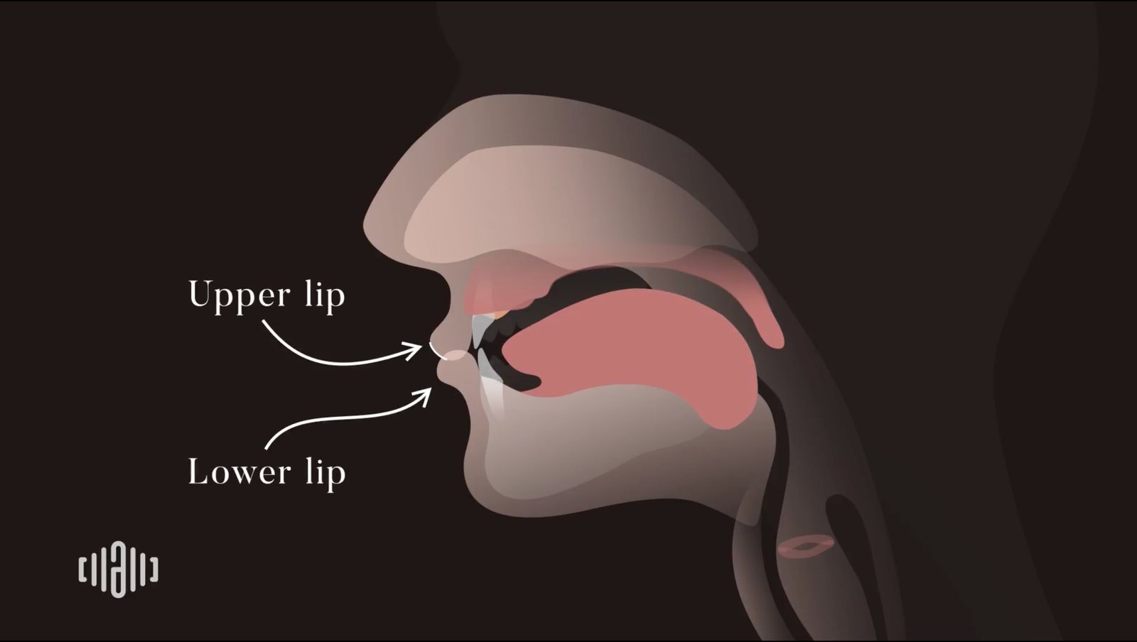 Upper lip and lower lip speech organs diagram for American pronunciation practice