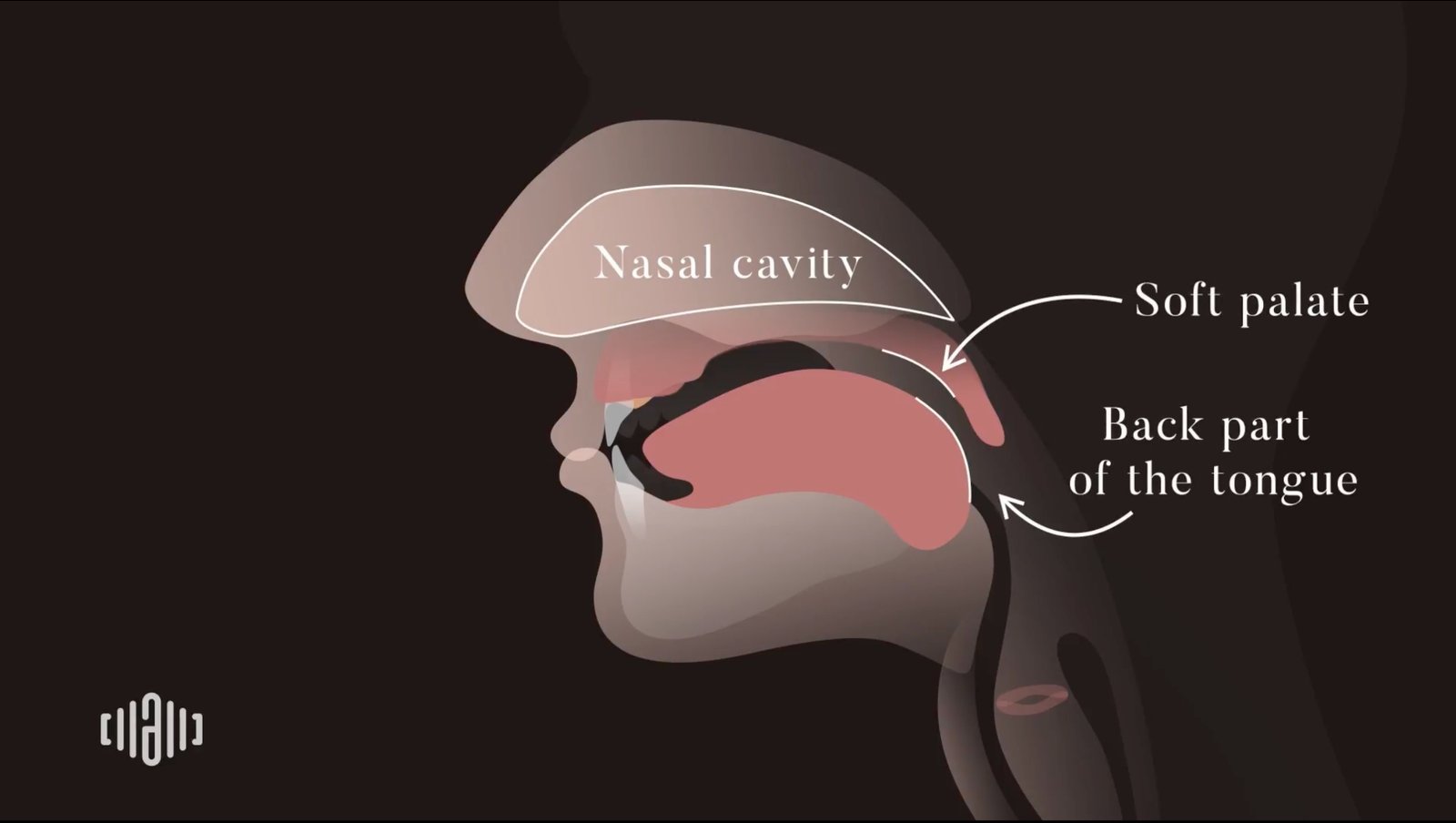 Nasal cavity, soft palate, and back tongue diagram for speech organs education