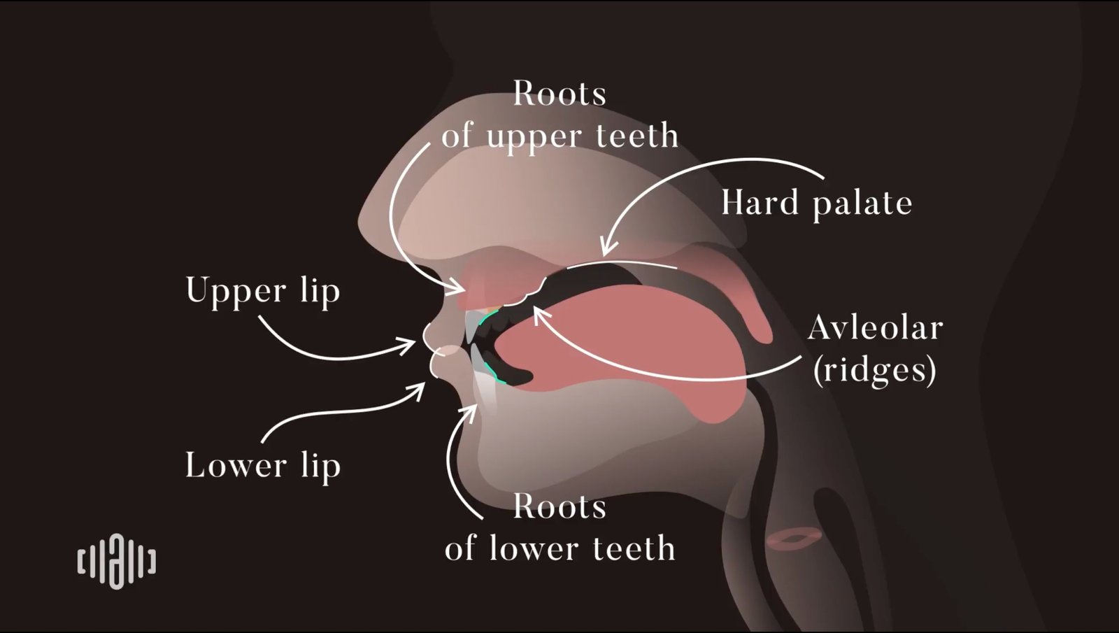 Speech organs diagram showing lips, teeth, hard palate, alveolar ridge, and tongue position for American pronunciation training