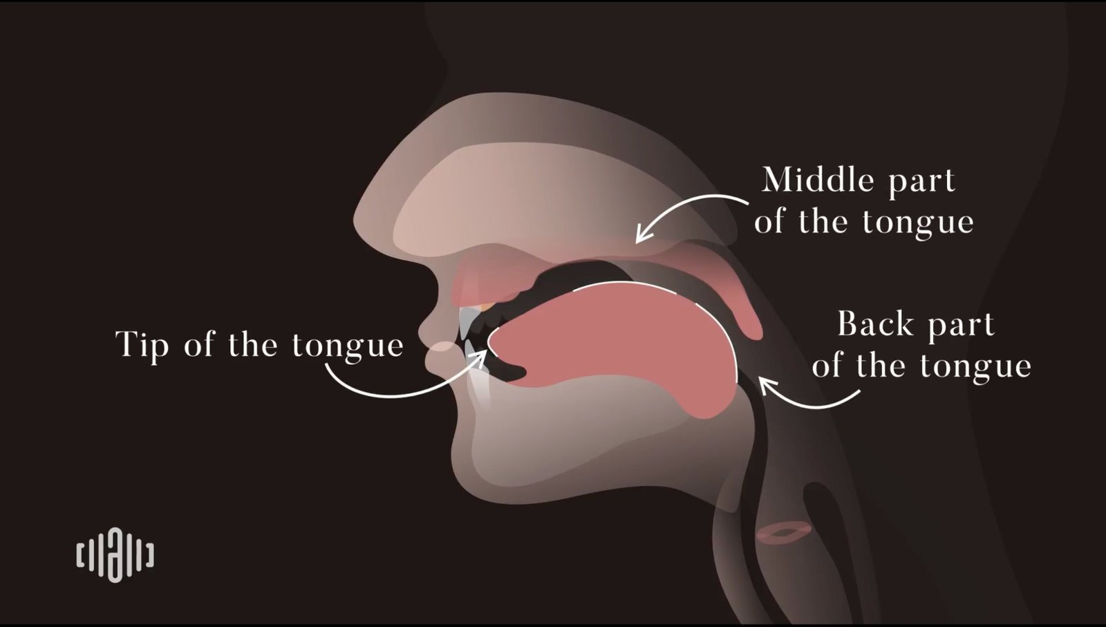 Tongue parts diagram showing tongue tip, middle tongue, and back tongue for American accent training
