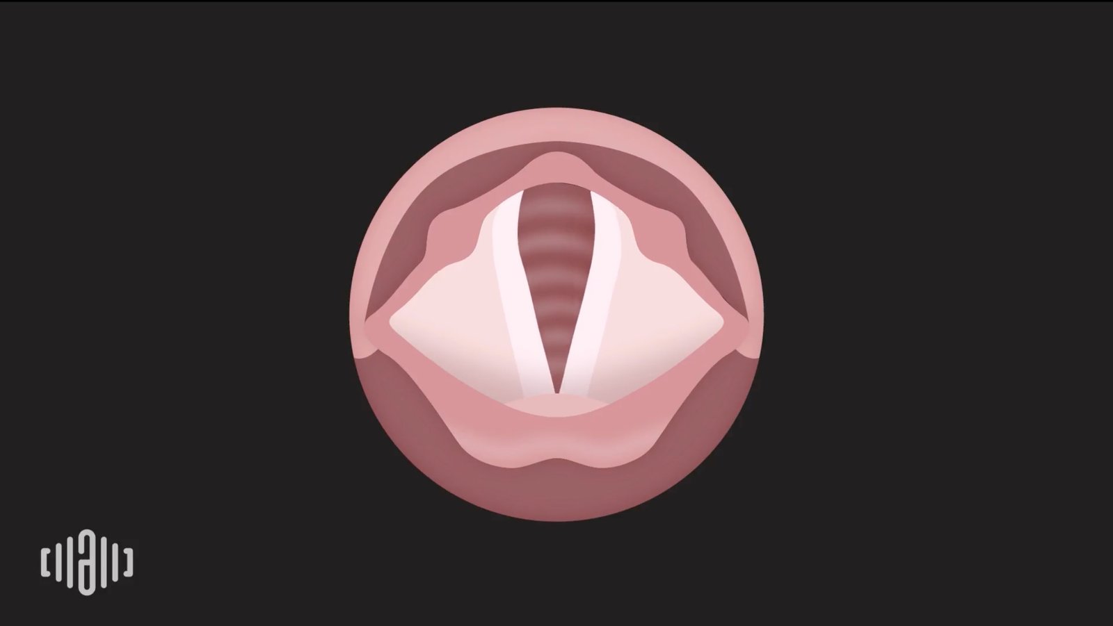Vocal cords diagram for voice awareness in American pronunciation training