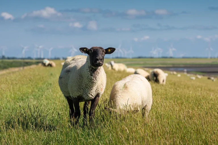 Sheeps, animals, mammals - American Ship vs Sheep Pronunciation With 2D Speech-Organ Training and AI Feedback